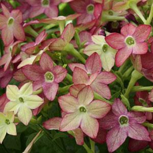 Nicotiana alata <br>LIME-PURPLE BICOLOR FLOWERING TOBACCO