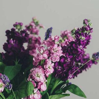 Matthiola incana <br>STOCKS 'KATZ PURPLE'