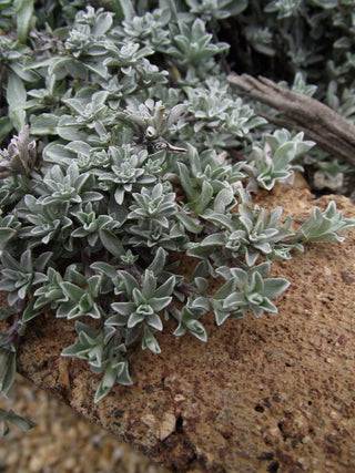 Antennaria plantaginifolia <br>PUSSYTOES, PUSSY TOES