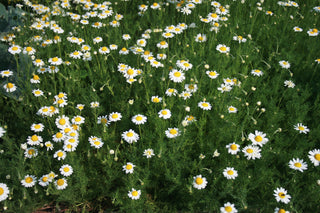 Chamaemelum nobile <br>ROMAN CHAMOMILE