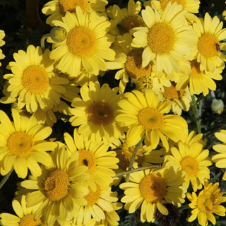 Anthemis tinctoria 'kelwayi' <br>DYER'S CHAMOMILE LEMON YELLOW