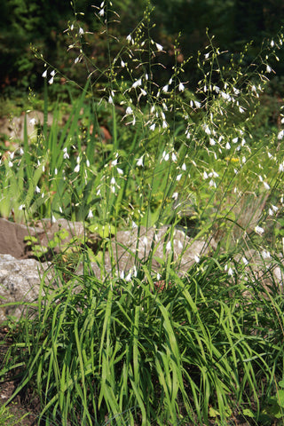 Anthericum ramosum <br>BRANCHED ST BERNARD'S LILY