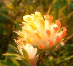 Anthyllis vulneraria <br>KIDNEY VETCH PASTELS