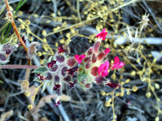 Anthyllis vulneraria <br>KIDNEY VETCH PASTELS