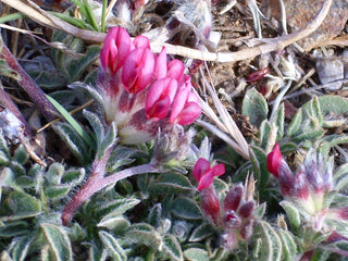 Anthyllis vulneraria <br>KIDNEY VETCH PASTELS