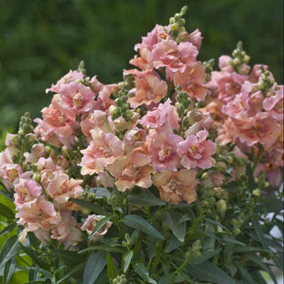 Antirrhinum majus <br>SNAPDRAGON TWINNY PEACH
