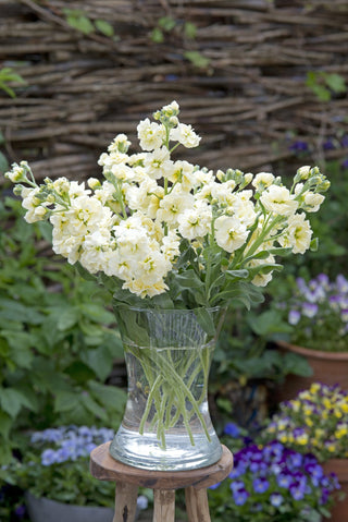 Matthiola incana <br>STOCKS ANYTIME YELLOW SCENTED