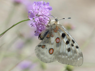 Knautia arvensis <br>FIELD SCABIOUS