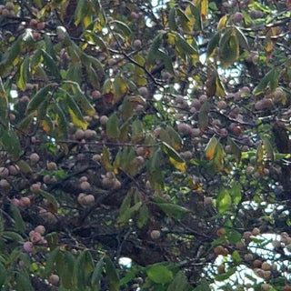 MEXICAN PLUM, BIG TREE PLUM <br>Prunus mexicana