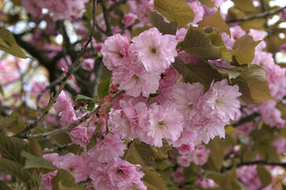 HILLCHERRY, JAPANESE CHERRY, MOUNTAIN CHERRY, YAMAZAKURA <br>Prunus serrulata