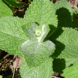 Mentha suaveolens <br>APPLE MINT, PINEAPPLE WOOLLY MINT