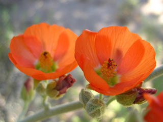 Sphaeralcea ambigua <br>APRICOT GLOBEMALLOW