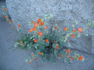 Sphaeralcea ambigua <br>APRICOT GLOBEMALLOW