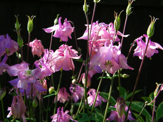 Aquilegia caerulea <br>DWARF COMPACT COLUMBINE MIX