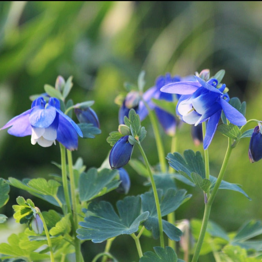Aquilegia flaballata JAPANESE FAN COLUMBINE BLUE & WHITE – Ferri Seeds Aquilegia flaballata JAPANESE FAN COLUMBINE BLUE & WHITE – Ferri Seeds