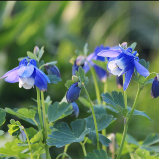 Aquilegia flabellata <br>JAPANESE FAN COLUMBINE VIBRANT BLUE