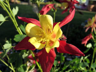 Aquilegia caerulea <br>COLUMBINE LARGE RED & YELLOW