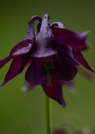 Aquilegia atrata <br>DARK COLUMBINE