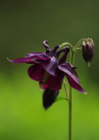 Aquilegia atrata <br>DARK COLUMBINE