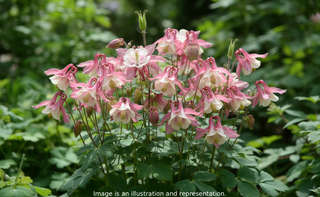 Aquilegia flabellata <br>JAPANESE FAN COLUMBINE 'CAMEO LIGHTRED & WHITE'