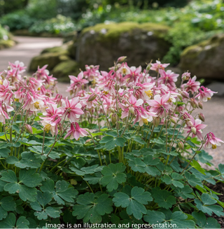 Aquilegia flabellata <br>JAPANESE FAN COLUMBINE MAGIC PINK