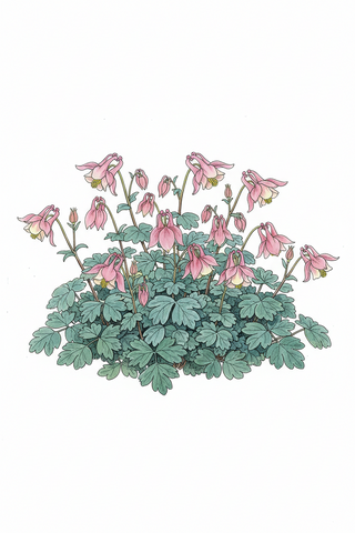 Aquilegia flabellata JAPANESE FAN COLUMBINE MAGIC PINK