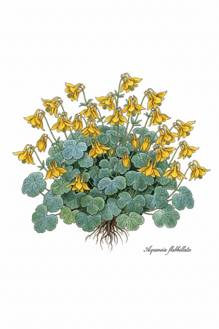Aquilegia flabellata JAPANESE FAN COLUMBINE MAGIC YELLOW