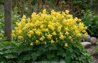 Aquilegia flabellata <br>JAPANESE FAN COLUMBINE MAGIC YELLOW