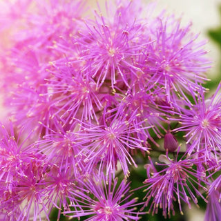 Thalictrum aquilegiifolium <br>MEADOW RUE MIX