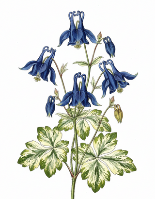 Aquilegia STREAKED/MARBLED LEAVES COLUMBINE