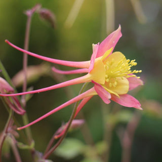 Aquilegia skinneri <br>TEQUILA SUNRISE COLUMBINE