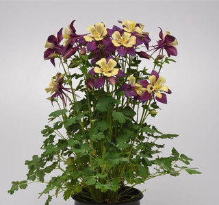 aquilegia earlybird purple yellow