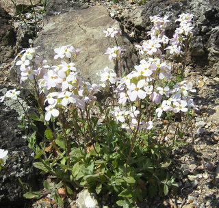 Arabis alpina <br>ALPINE ROCK CRESS