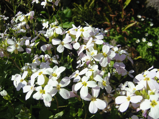 Arabis alpina <br>ALPINE ROCK CRESS