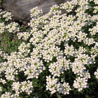 Arabis caucasica <br>ROCK CRESS 'PIXIE CREAM'