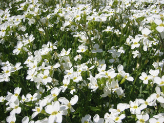 Arabis procurrens <br>RUNNING/SPREADING ROCK CRESS WHITE