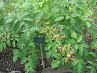 Aralia racemosa <br>AMERICAN SPIKENARD
