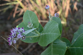 Calotropis gigantea <br>GIANT MILKWEED, CROWN FLOWER