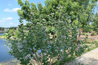 Calotropis gigantea <br>GIANT MILKWEED, CROWN FLOWER