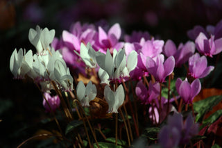 Cyclamen hederifolium <br>WHITE HARDY  IVY LEAVED CYCLAMEN