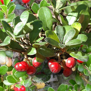 Arctostaphylos uva-ursi <br>BEARBERRY, KINNIKINNICK