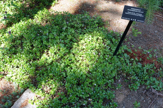 Arctostaphylos uva-ursi <br>BEARBERRY, KINNIKINNICK