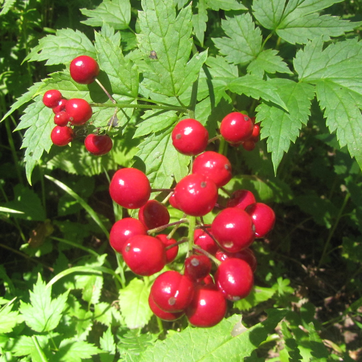RED BANEBERRY Actaea rubra – Ferri Seeds