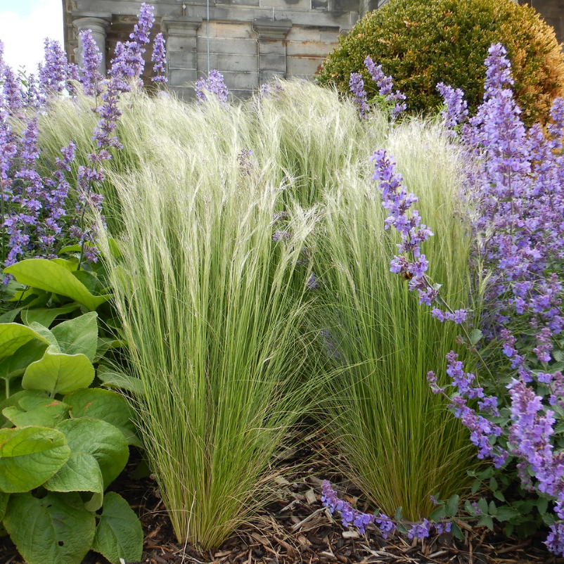 ANGEL HAIR GRASS, PONY TAILS, FEATHER GRASS Stipa tenuifolia tenuissim ...