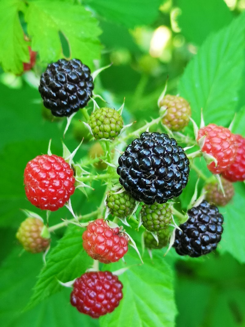 Rubus occidentalis BLACK RASPBERRY, BLACK CAP – Ferri Seeds