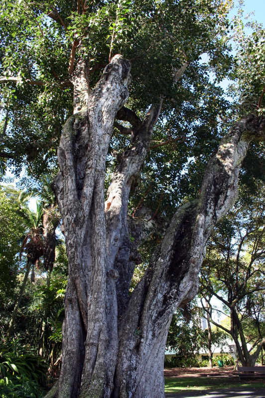 SACRED FIG TREE Ficus religiosa – Ferri Seeds
