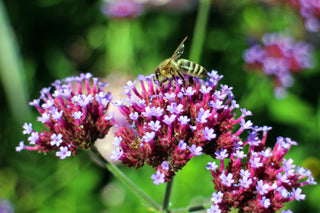 Verbena bonariensis <br>TALL VERBENA, PURPLETOP VERVAIN, BRAZILIAN