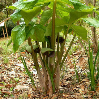 Arisaema <br>JACK IN THE PULPIT MIX