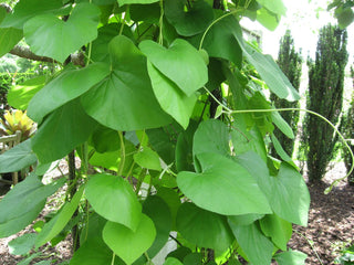 Aristolochia tomentosa <br>WOOLLY NATIVE PIPE VINE