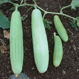 Cucumis melo var flexuosus<br>ARMENIAN CUCUMBER